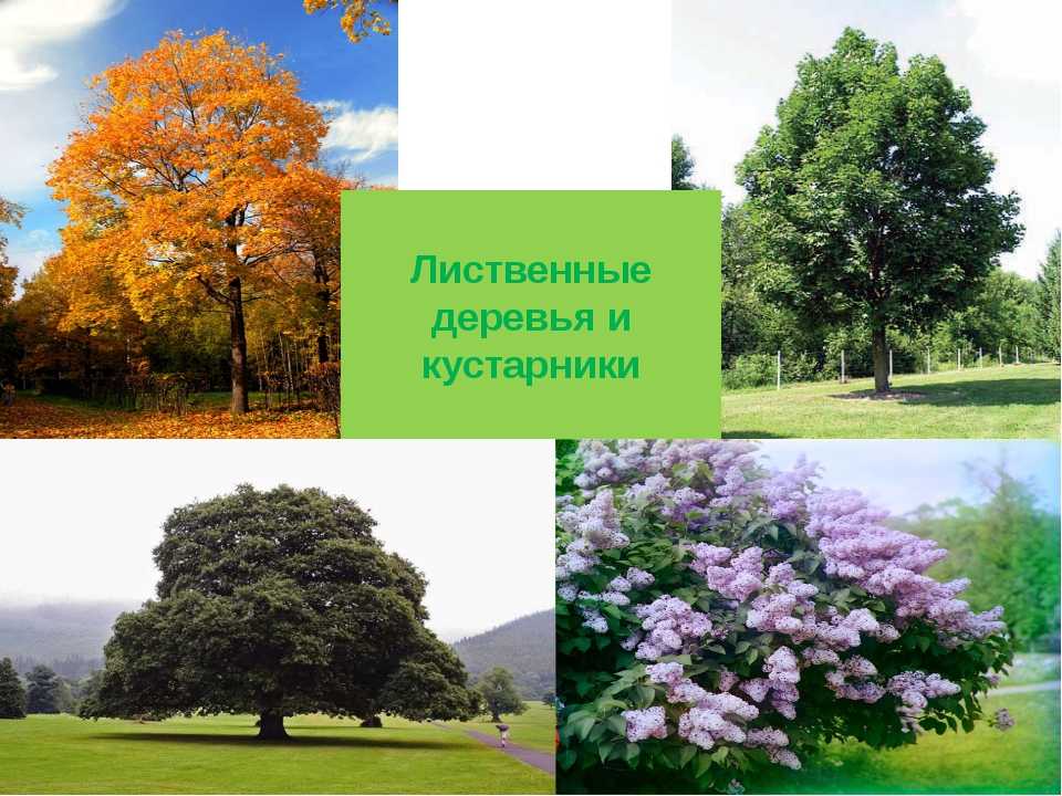 Таблица хвойных растений - Распиновки.ру