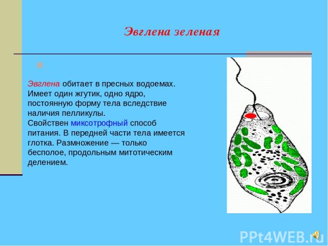 Форма эвглены зеленой. Среда обитания эвглены зеленой. Строение обитания эвглены зеленой. ЭННЛЕНА зелёная форма тела. Способ питания эвглены зеленой.