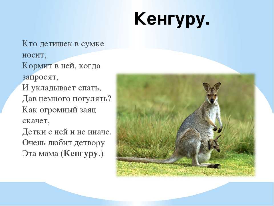 Кенгуру образование слова. Загадка про кенгуру для детей. Стихотворение про кенгуру для детей. Загадка про кенгуру. Стих про кенгуру для детей.