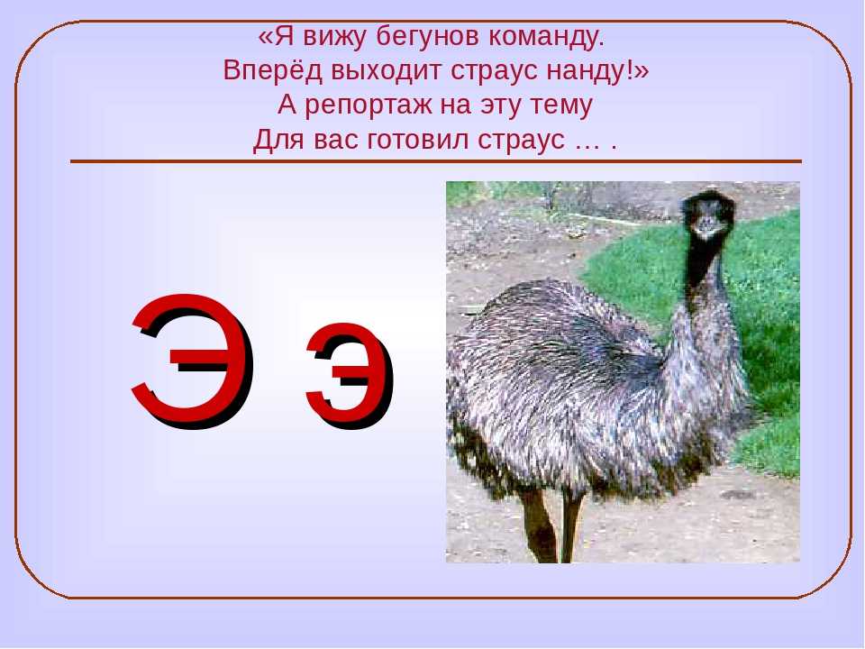 Страус согласные звуки. Животное на букву э. Птица на э. Птица на букву э. Зверь на букву э.