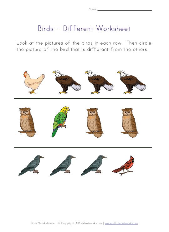 Найди слова птицы 6. Птицы на английском языке. Птицы на английском языке с переводом. Птицы на английском языке задания. Птицы задания.