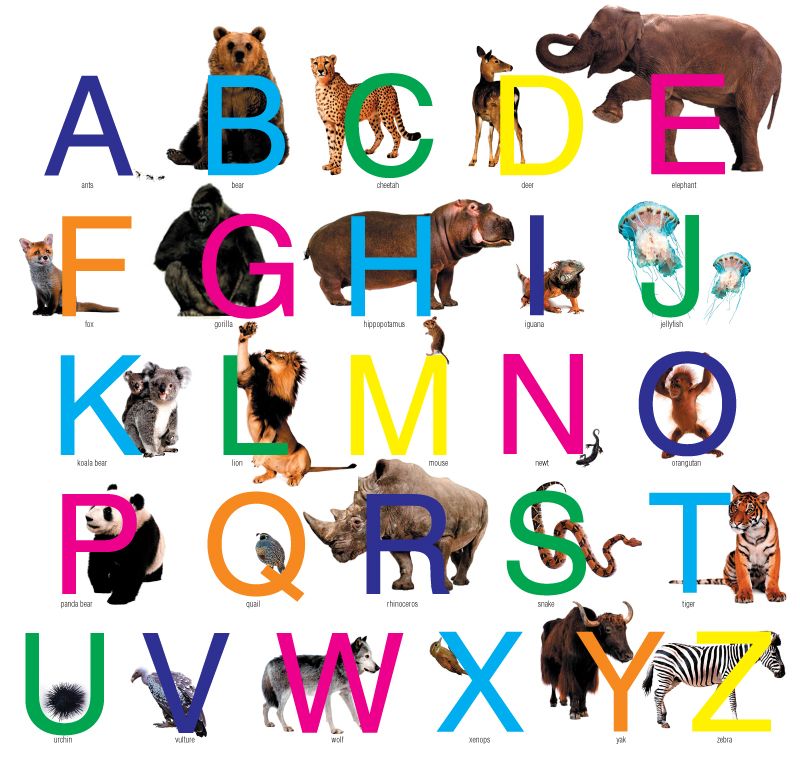 Животные на букву с. Азбука животных animals Alphabet. Английский алфавит с животными. Животные на букву а. Английский алфавит с животными для детей.