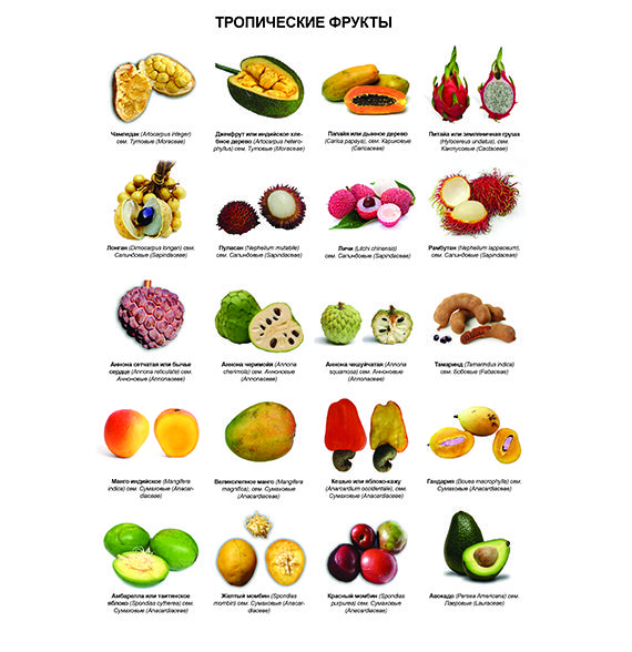 Какой фрукт на букву и. Тропические фрукты названия. Название экзотических фруктов. Экзотические фрукты картинки и названия. Тропические фрукты и ягоды названия.
