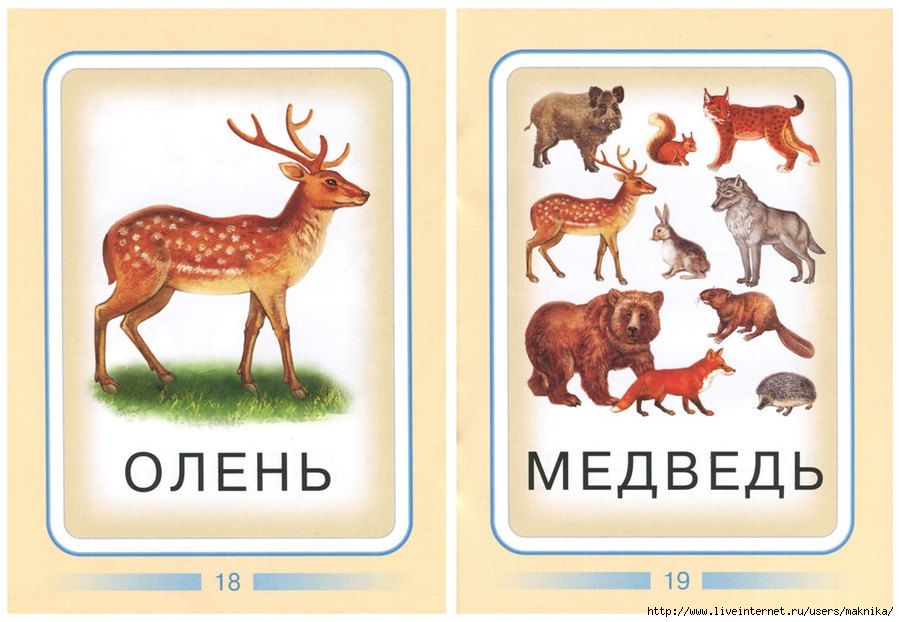 Букв и звуков в слове олень. Карточки с животными для детей. Карточки с изображением животных для детей. Карточки диких животных. Карточки "Дикие животные".