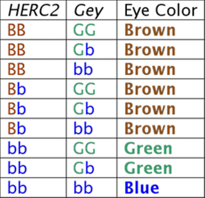 Ген цвета глаз у человека. Таблица наследования цвета глаз. Генетика цвет глаз наследование. Наследство цвета глаз таблица. Генетика цвет глаз наследование таблица.