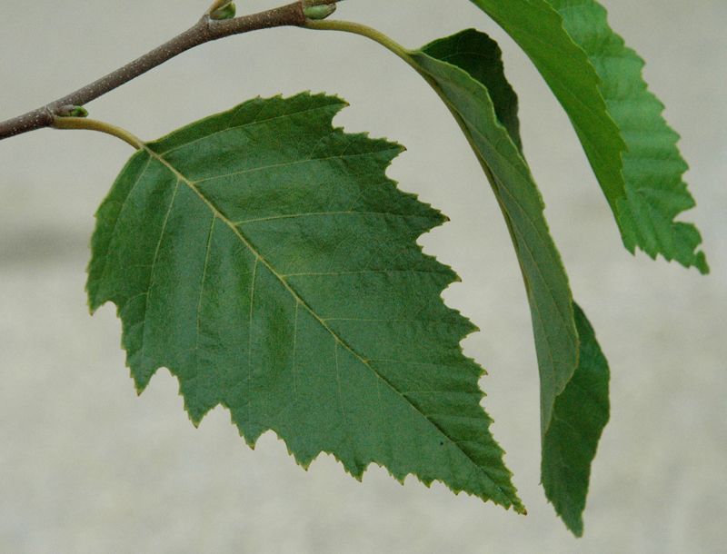 Лист рост. Birch Leaf. Лист березы и вяза. Округлые листья берёзы. Береза бумажная листья.