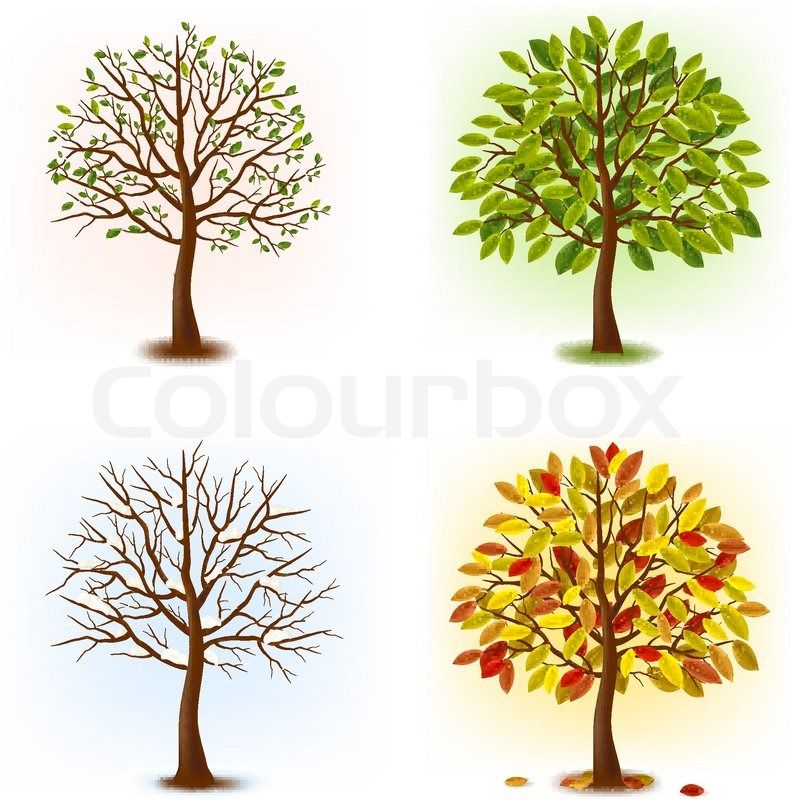 Яблоня в разные времена года. Дерево летом и осенью. Дерево летом осенью зимой и весной. Летнее дерево для детей. Сезонное дерево.