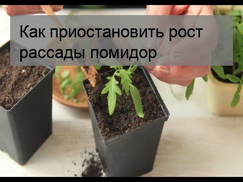 Как замедлить рост рассады томатов