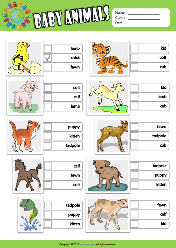 Задания про животных английский. Worksheets животные. Животные на английском для детей. Животные на англ задания для малышей. Задания animals для малышей по английскому.