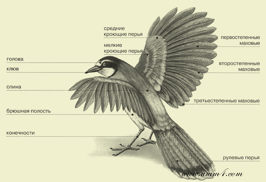 Части тела птицы которые являются рычагами презентация