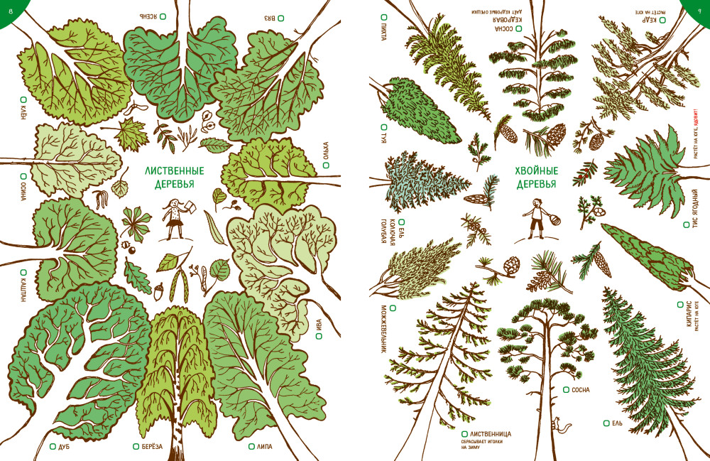 Деревья лиственные и хвойные для детей с названиями картинки