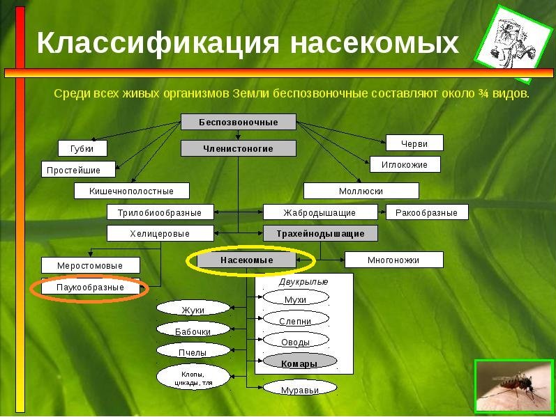 Систематика и классификация животных. Систематика класса насекомые. Насекомые подразделяются на какие классы. Систематиматика насекомых.