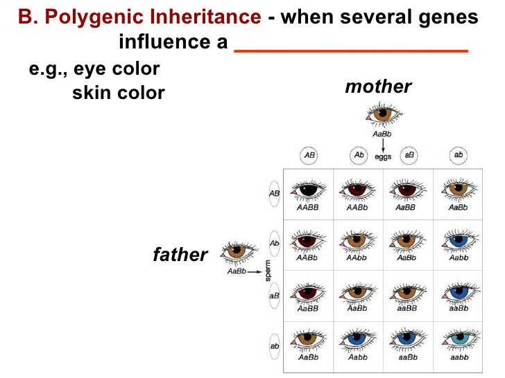 Генотип цвета глаз. Цвет глаз генетика. Генетика схема цвет глаз. Polygenic Inheritance Eye Color. Пчелы генетика цвет глаз.