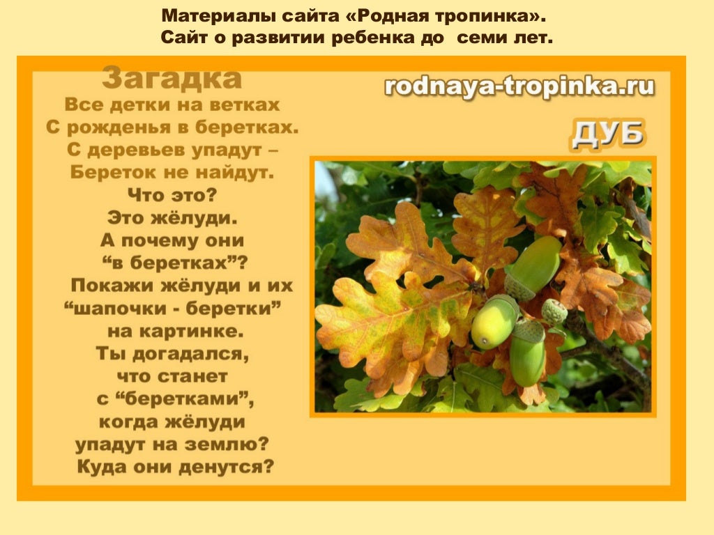 2 класс стихотворение дуб. Загадка про дуб. Загадка про дуб для детей. Стихи про осенний дуб для детей. Стих про дуб.