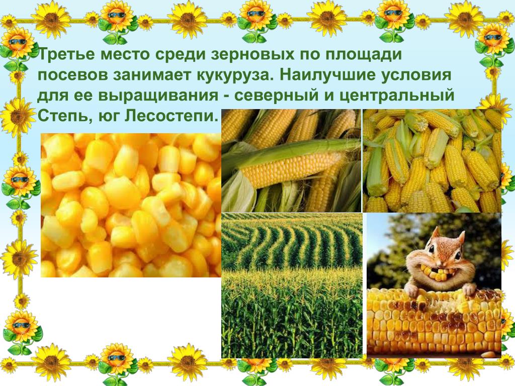 Кукуруза доклад 3 класс. Зерна культурных растений. Презентация про кукурузу для детей. Кукуруза культурное растение. Презентация на тему посева кукурузы.