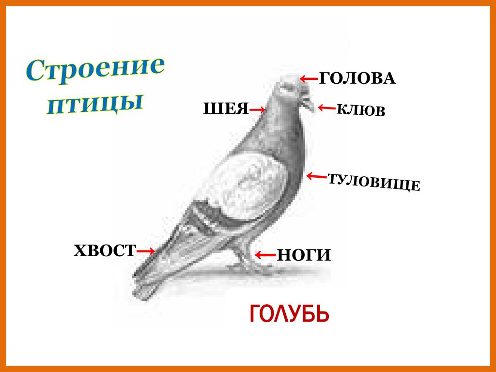 Задания голубь. Строение голубя. Строение птицы для детей. Строение тела птицы. Части тела голубя.