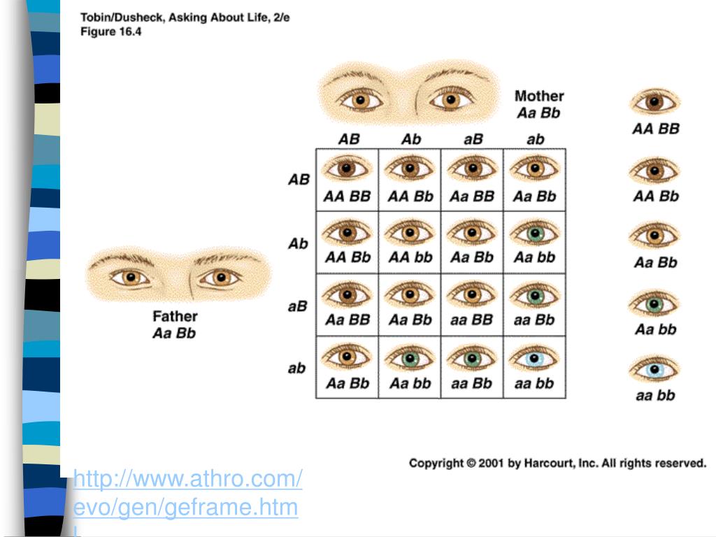 Наследование цвета глаз презентация