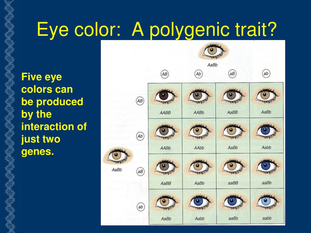 Пять глаз. Цвет глаз генетика. Генетика человека глаза. Как наследуется цвет глаз.