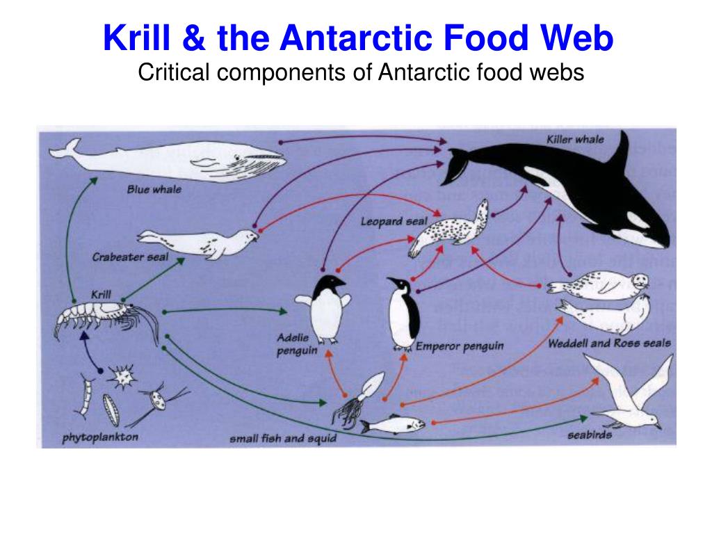 Императорский пингвин консумент. Цепь питания в Антарктиде. Пищевая сеть Антарктиды. Цепочка питания в Антарктиде. Цепь питания артактидв.