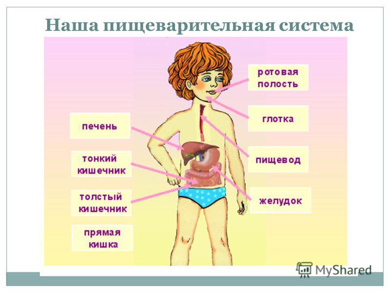 Организм человека окружающий мир плешаков. Организм человека 3 класс пищеварительная система. Пищеварительная система человека 3 класс окружающий мир. Пищеварительная система человека строение 3 класс окружающий мир. Тело человека начальная школа.