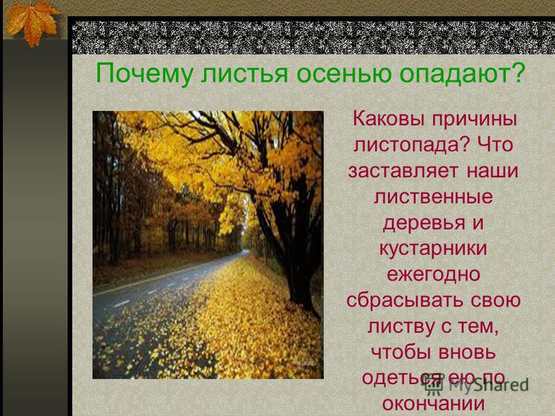 Почему дереву листья. Причины листопада осенью. Почему листья опадают с деревьев. Презентация опавшие листья. Презентация почему опадают листья.