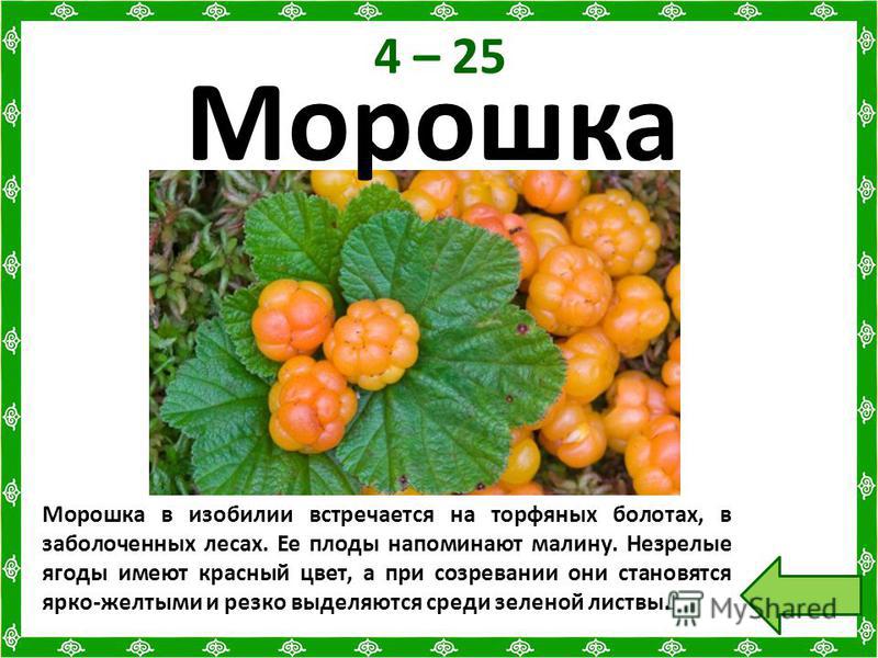 Единая карта жителя морошка. Морошка ягода описание для детей. Морошка описание растения. Интересные факты о морошке. Морошка описание для детей.