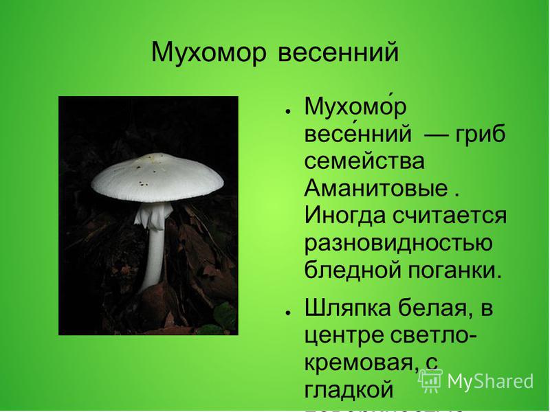 Презентация на тему ядовитые грибы 5 класс. Сообщение о бледной поганке.
