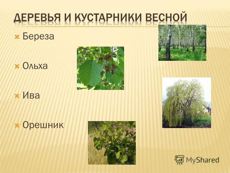 Презентация деревья и кустарники весной для дошкольников