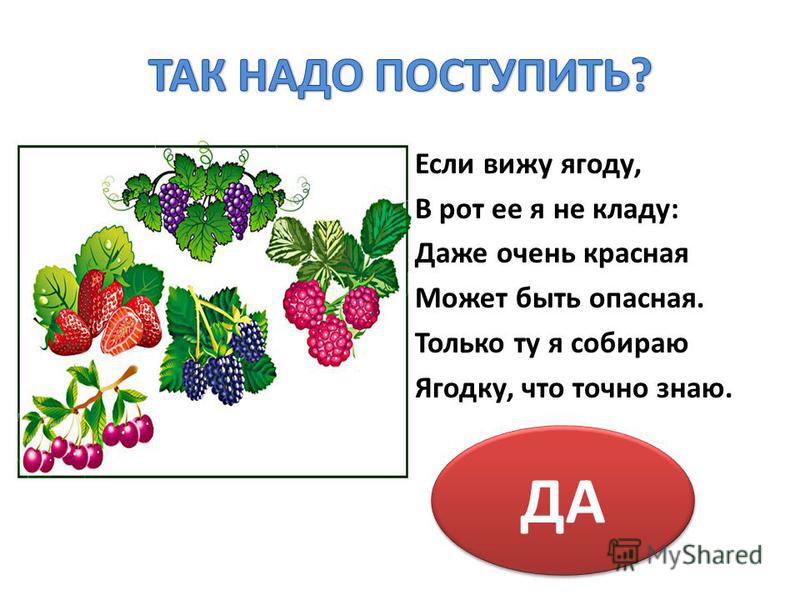 Проект ягодка