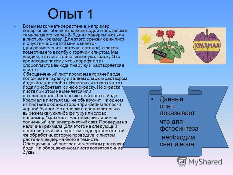 Опыт доказывающий образование крахмала в листьях. Цветок с йодом название. Окраска листьев крахмалом.