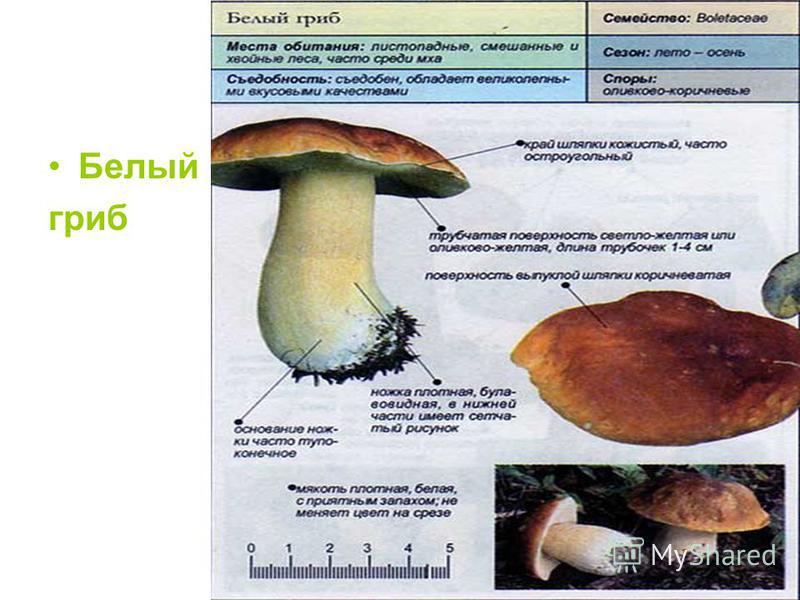 Из чего состоит белый гриб. Белый гриб описание. Белый гриб биология. Белый гриб место обитания.