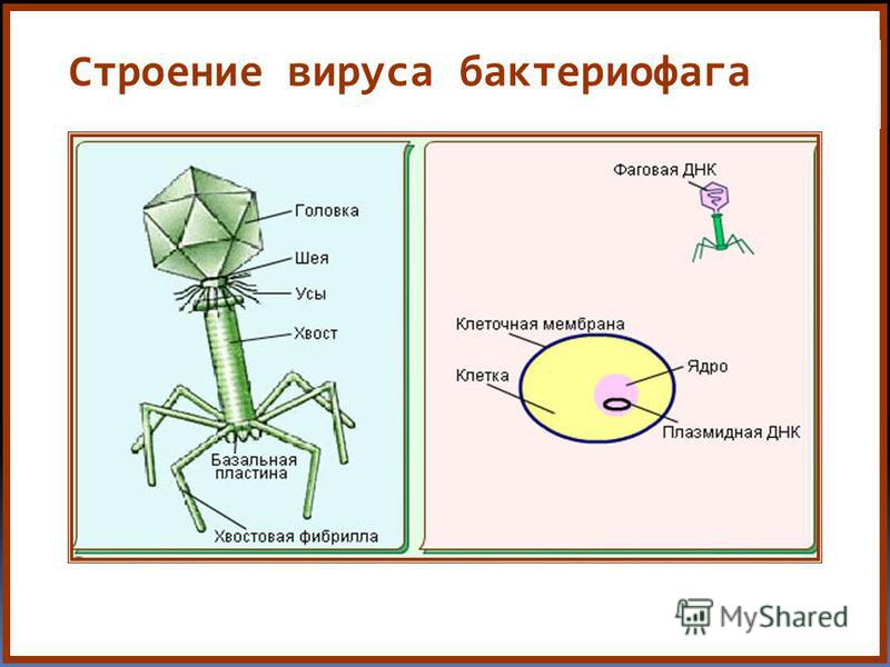 Каково строение вируса кратко. Бактериофаг Тип питания. Вирус бактериофаг. Строение бактериофага. Строение вируса и его основные части.