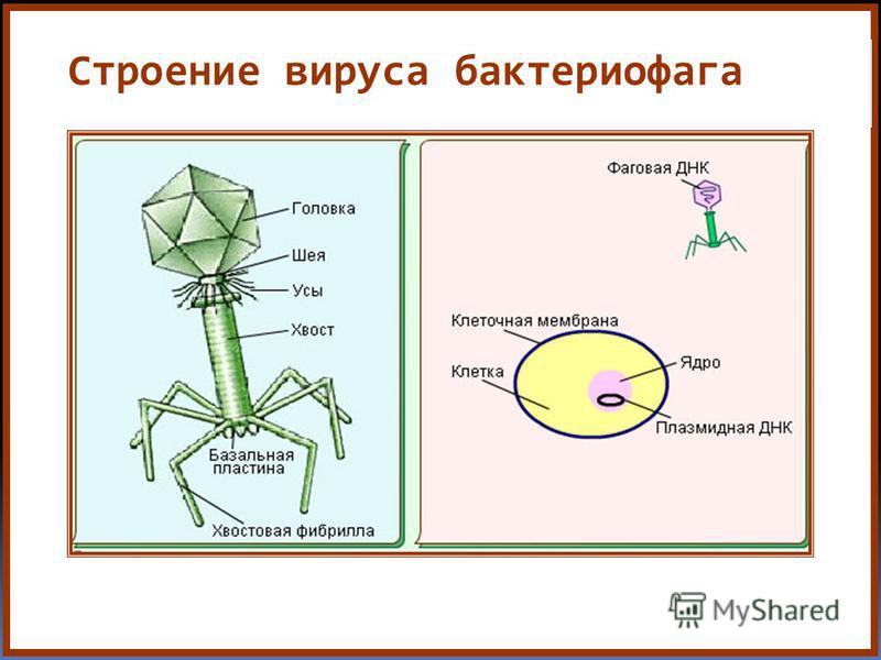 Бактериофаг назначение