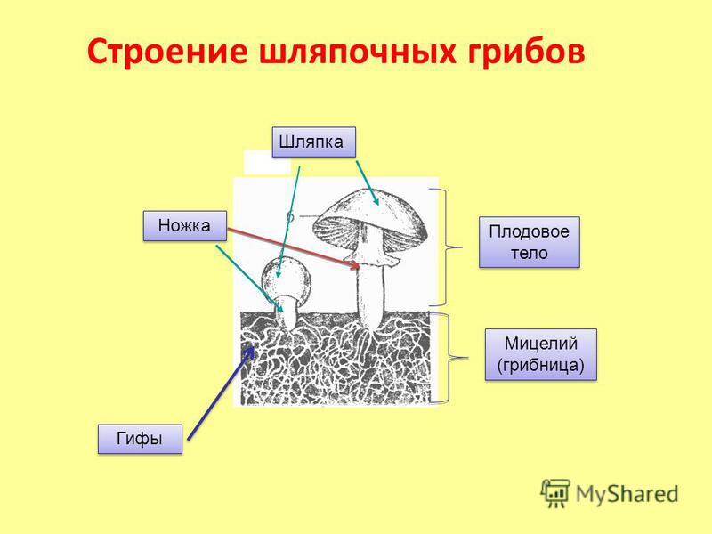 Гифы гриба образуют. Строение шляпочного гриба мицелий. Строение гриба плодовое тело,шляпка ,ножка грибница,споры. Спорангии шляпочных грибов. Строение грибницы мицелия.