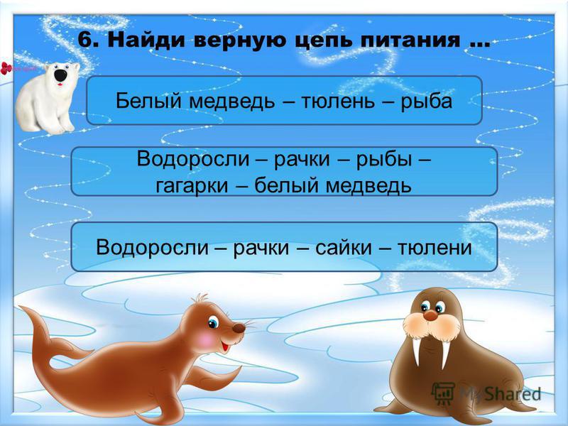 Сколько букв в слове тюлень. Водоросли рачки. Водоросли рачки рыбы белый медведь. Водоросли рачки белый медведь цепь питания. Водоросли—> рачки —> рыбы —> гагарки.