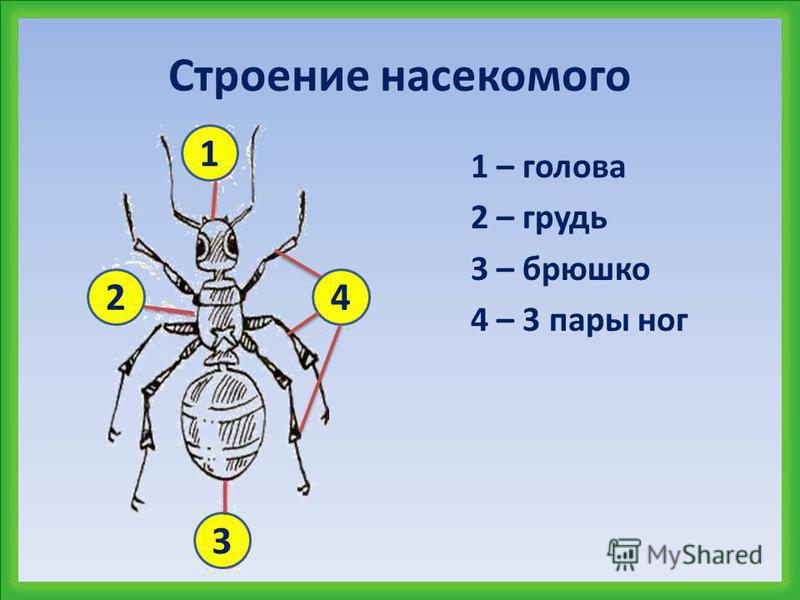 Картинки насекомые 2 класс