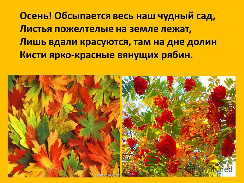 Толстой осень. Толстой осень обсыпается. Обсыпается весь наш бедный сад. Осень обсыпается весь наш бедный сад листья. Осень обсыпается весь наш сад.