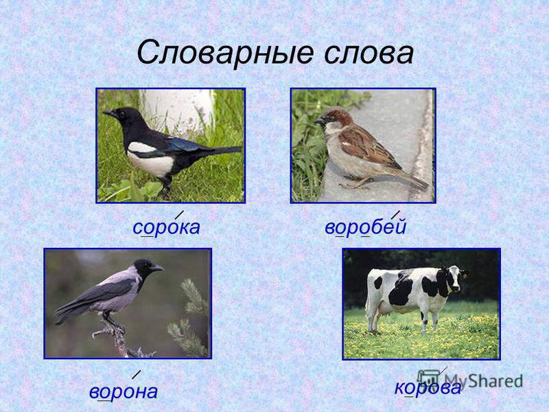 Собаки и сорока. Словарные слова ворона Воробей сорока. Ворона сорока Воробей. Воробей ворона словарные слова. Сорока-ворона.