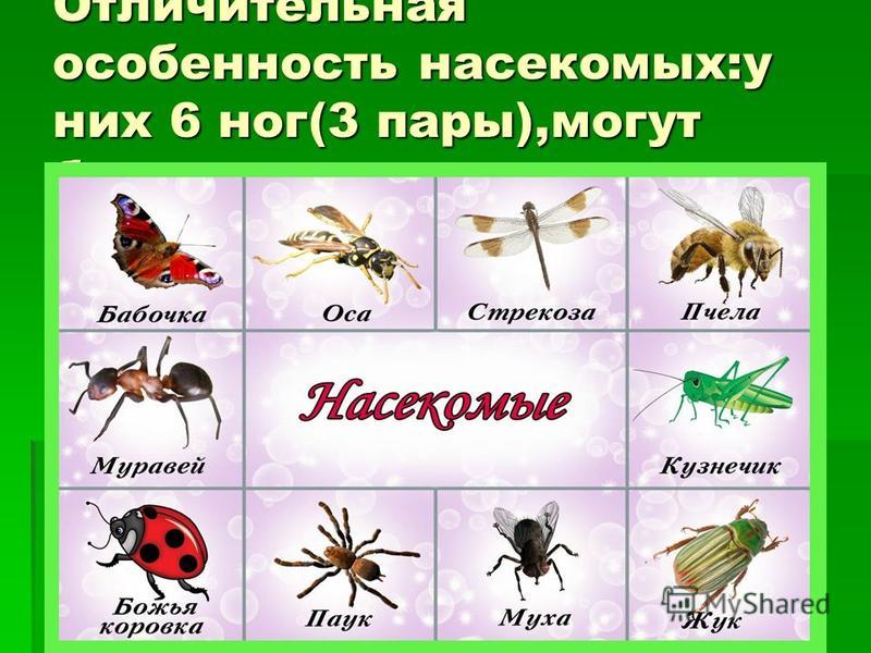Три названия насекомых. Насекомые названия. Список насекомых для детей. Дикие и домашние насекомые.