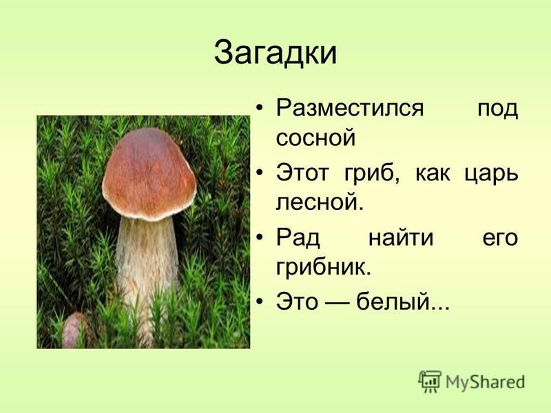 Как пишется гриб. Загадки про грибы. Детские загадки про грибы. Загадки на тему грибы. Загадка про белый гриб.