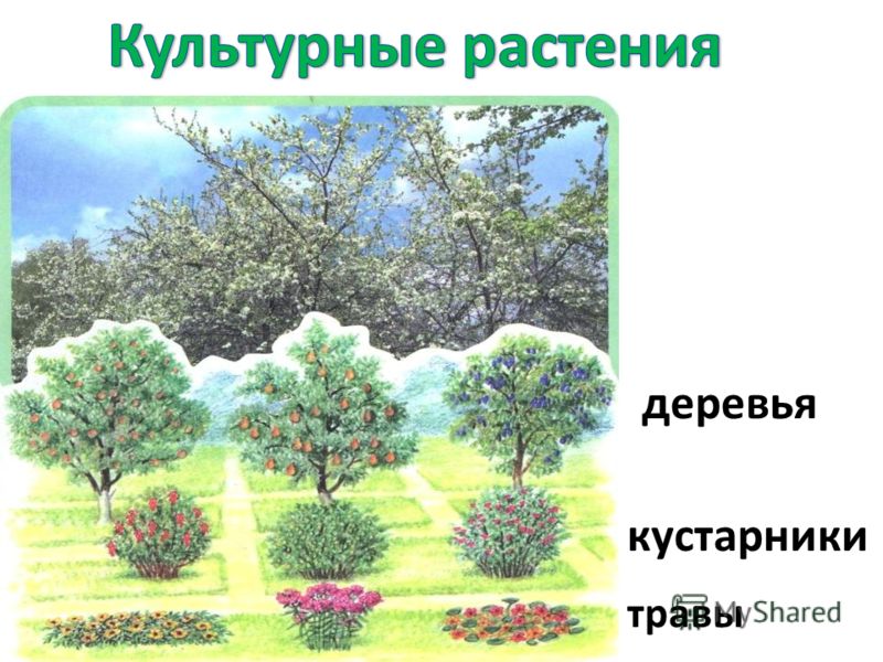 Деревья и кустарники рисунки