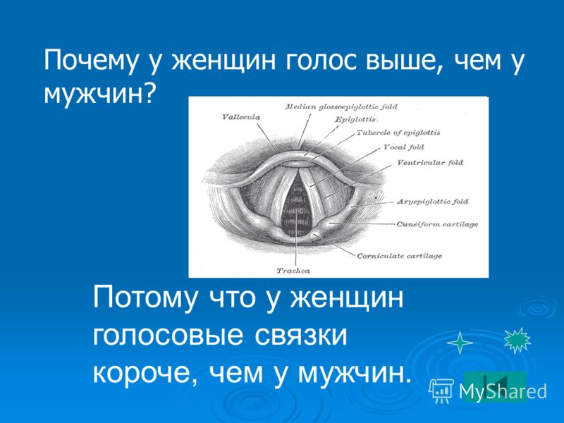 Голос как будто. Голосовые связки мужчин и женщин. Голосовые связки женщин. Мужские и женские голосовые связки. Голосовые связки у мужчин.