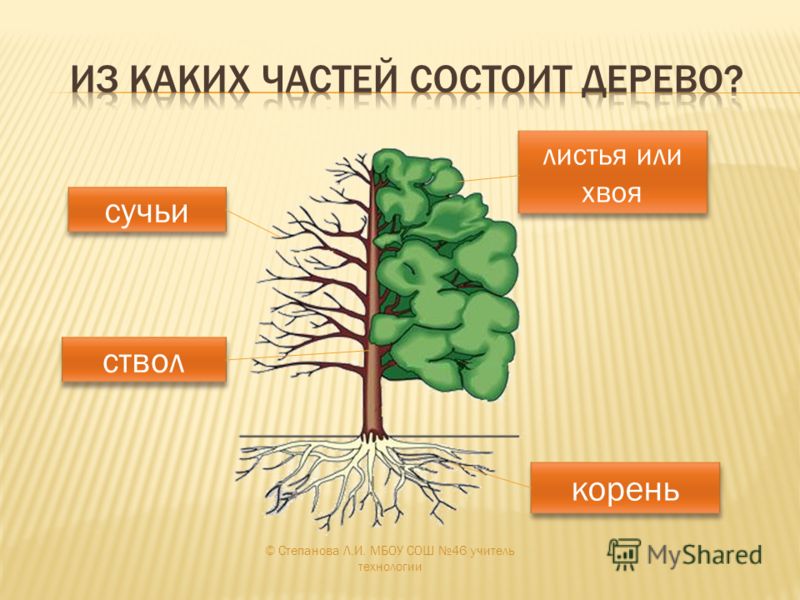 Из каких 3 частей состоит. Строение дерева. Строение дерева для детей. Из чего состоит леоеао. Из чево састаит дерево.