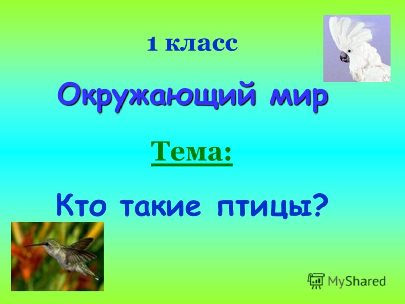 Окружающий мир какой. Окружающий мир темы. Тема кто такие птицы. Презентация 1 класс окружающий мир. Презентация птицы 1 класс.