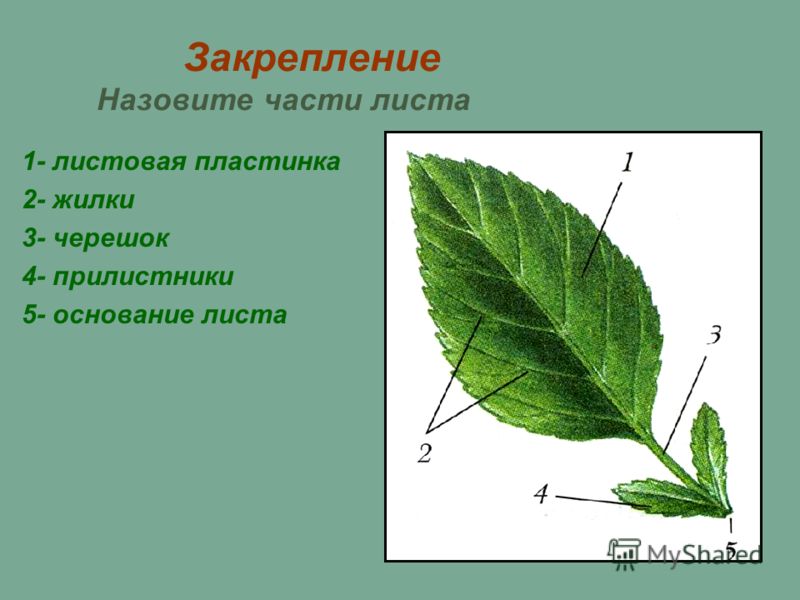 Строение черешковых листьев