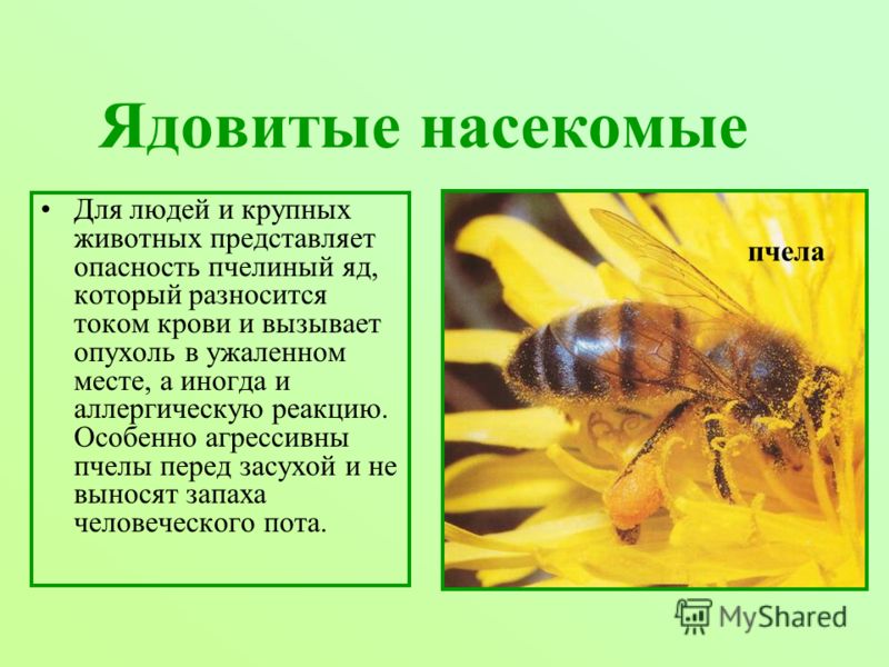 Оса класс. Сообщение о ядовитых насекомых. Ядовитые насекомые презентация. Презентация на тему опасные насекомые. Пчела опасна для человека.