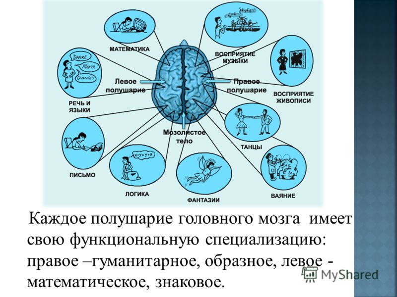 Проанализируйте рисунок 247 учебника какие способности чаще встречаются у левшей а какие у правшей