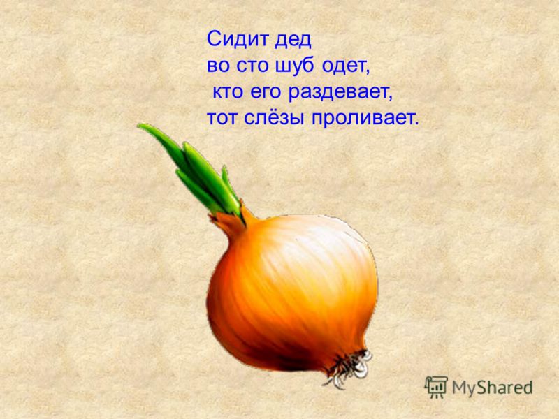 Сто одежек и все без застежек. Загадки. Загадки для детей. Загадки и отгадки. Сидит дед во СТО шуб одет.