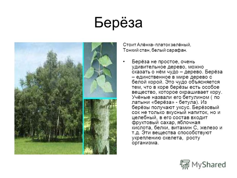 Березка 4 8. Береза дерево описание кратко. Характеристика березы. Рассказ о Березе. Доклад про березу.