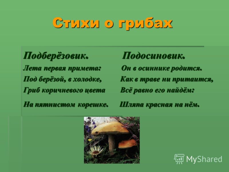 Загадки про грибы. Пословицы и загадки о грибах. Стихи загадки пословицы про грибы. Пословицы поговорки загадки про грибы. Загадки и поговорки о грибах.